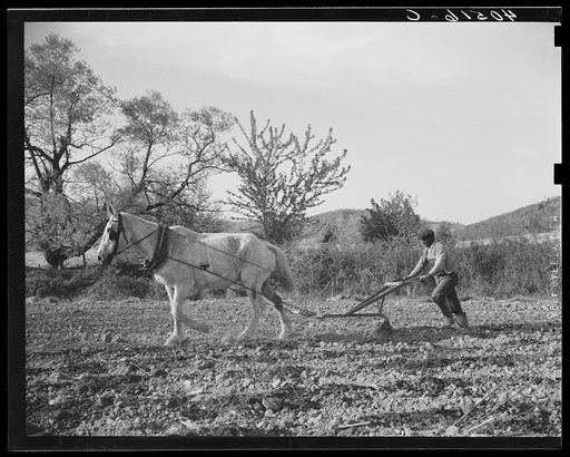 Negro farmer plowing his field of four acres. Near Washington, Virginia