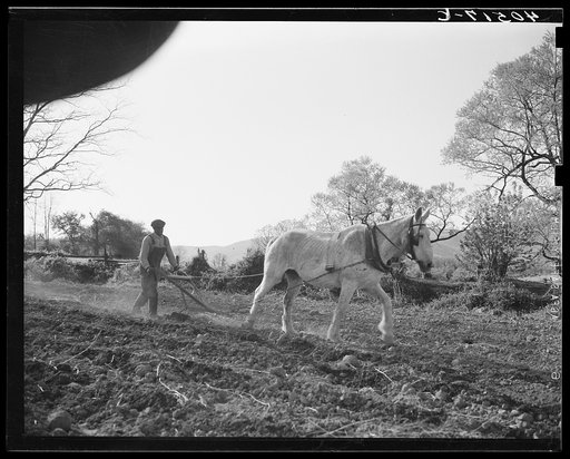 Untitled photo, possibly related to: Negro farmer plowing his field of four acres. Near Washington, Virginia