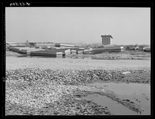Oysters' shells on Deal Island