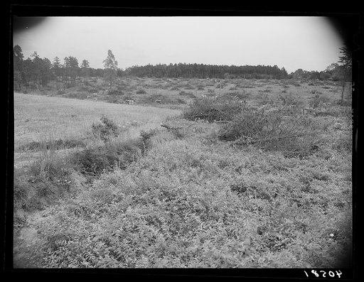 Recently cleared land with piles of cord wood. Highway 14 about five miles south of Yanceyville, Caswell County, North Carolina