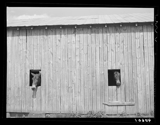 Mules on farm of Mr. Lloyd near Orange Church, Orange County, North Carolina