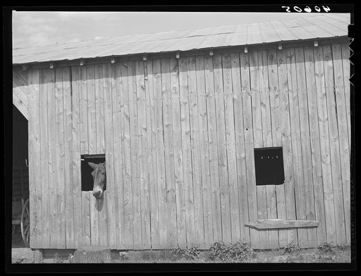 Untitled photo, possibly related to: Mules on farm of Mr. Lloyd near Orange Church, Orange County, North Carolina