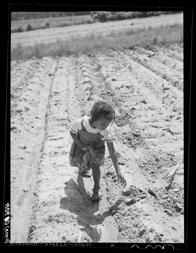 Negro child working in tobacco field. She walks along dropping the plants into places already "chopped" for them. Near Farrington, Orange County, North Carolina