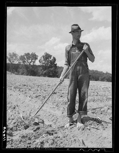 Tobacco farmer with hoe for "chopping" places where the plants are to be dropped. Near Farrington, Orange County, North Carolina