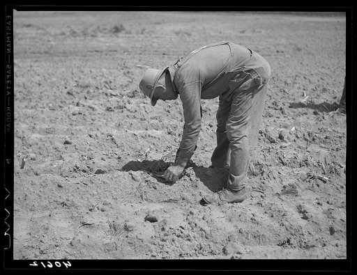 Mr. Jones, tenant farmer, planting tobacco. Near Farrington, Orange County, North Carolina