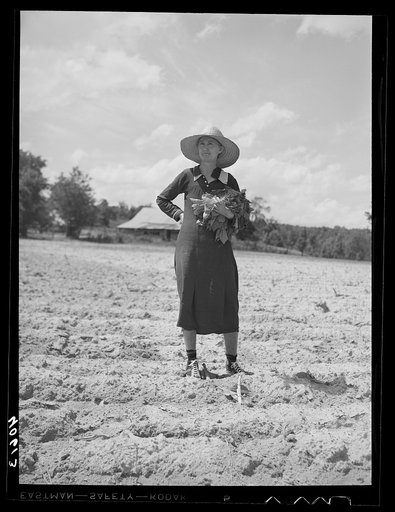 Mrs. Jones, wife of Mr. Jones, tenant farmer, with armful of tobacco plants. Near Farrington, Orange County, North Carolina