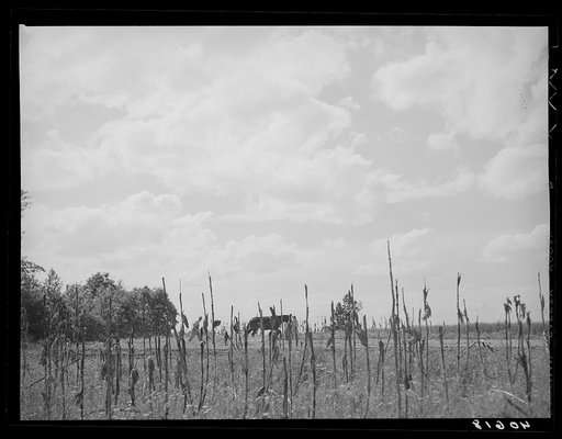 Plowing the land for corn with old uncut corn in foreground. Pittsylvania County, Virginia