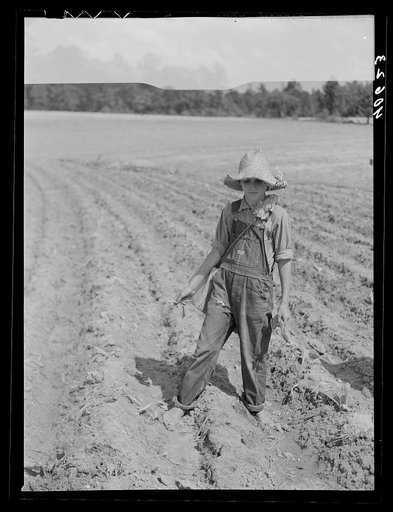 Untitled photo, possibly related to: Mr. Rigsbee and his son in tobacco field. In the box are the tobacco plants and, in Mr. Rigsbee's right hand, the peg. Near Farrington, Chatham County, North Carolina
