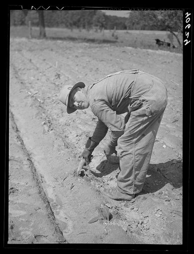 Mr. Jones planting tobacco. With the wooden peg in his hand he scoops a small hole for the plant to be inserted. Near Farrington, Orange County, North Carolina