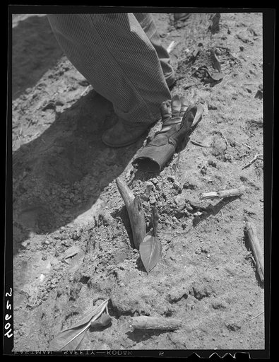 Tobacco plant, the peg, and glove to prevent blisters. Near Farrington, Orange County, North Carolina