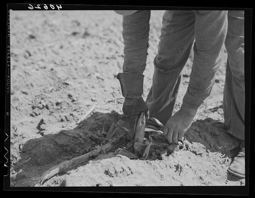Untitled photo, possibly related to: Tobacco plant, the peg, and glove to prevent blisters. Near Farrington, Orange County, North Carolina