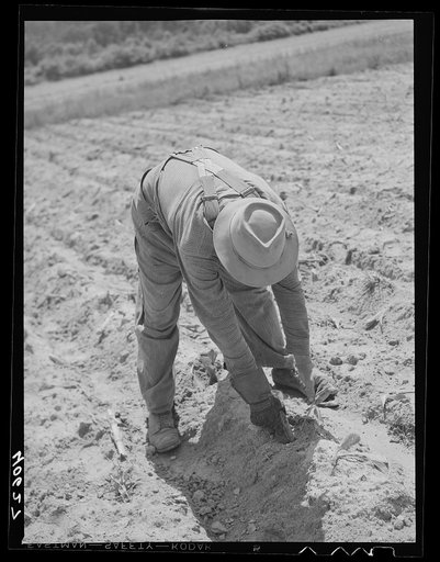 Mr. Jones, tenant farmer, planting tobacco. Near Farrington, Orange County, North Carolina