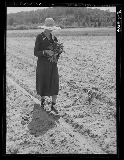 Untitled photo, possibly related to: Mrs. Jones, wife of tenant farmer, dropping tobacco plants in places scooped out for them. Near Farrington, Orange County, North Carolina