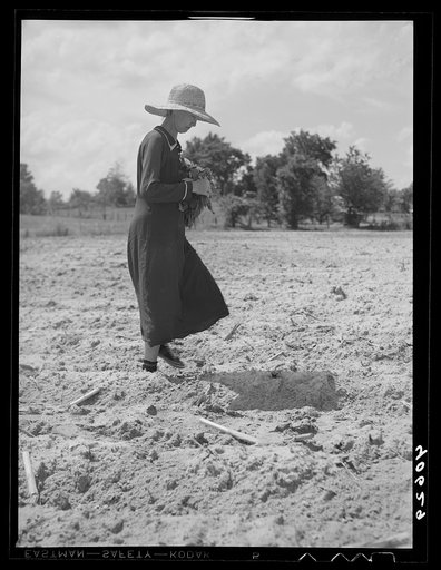 Mrs. Jones, wife of tenant farmer, dropping tobacco plants in places scooped out for them. Near Farrington, Orange County, North Carolina