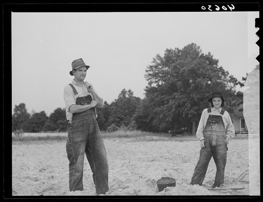 Untitled photo, possibly related to: Tenant farmer in rain-washed tobacco field. He has lived on this place twenty-seven years. Nine miles north of Danville, Pittsylvania County, Virginia