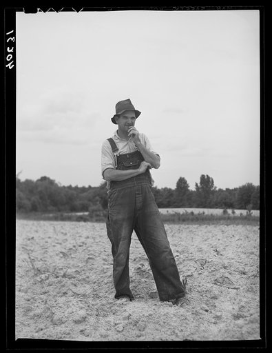 Tenant farmer in rain-washed tobacco field. He has lived on this place twenty-seven years. Nine miles north of Danville, Pittsylvania County, Virginia