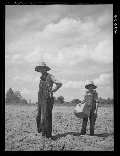 Mr. Rigsbee and his son in tobacco field. In the box are the tobacco plants and, in Mr. Rigsbee's right hand, the peg. Near Farrington, Chatham County, North Carolina