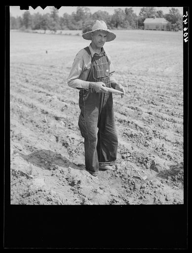 Untitled photo, possibly related to: Mr. Rigsbee, owner of a forty acre farm, 1.1 acres of which is in tobacco. Near Farrington, Chatham County, North Carolina