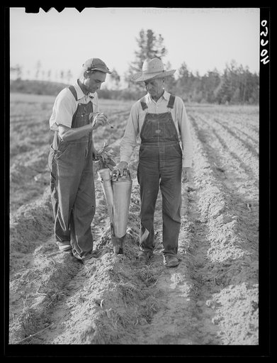 Farmers using mechanical planter (tobacco). Chatham County, North Carolina