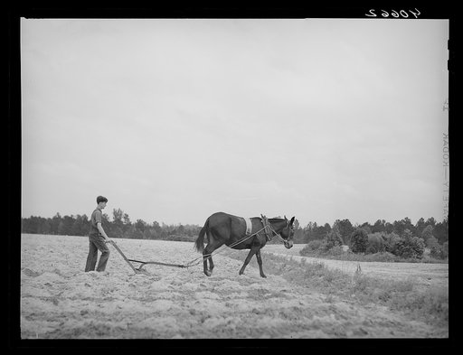 Untitled photo, possibly related to: Fertilizing tobacco field. Farm of J.R. Ray. Five miles northeast of Durham, North Carolina on U. S. 15