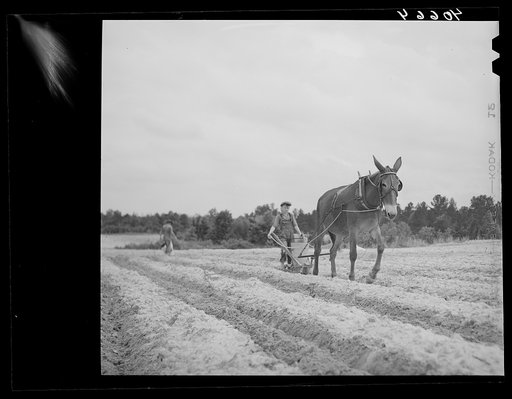 Fertilizing tobacco field. Farm of J.R. Ray. Five miles northeast of Durham, North Carolina on U. S. 15