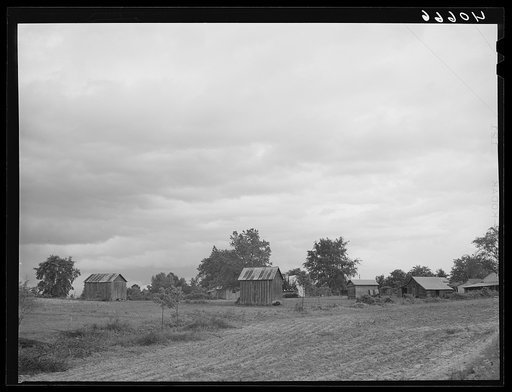 Tobacco field with barn just before a rain. Granville County, North Carolina. Just off highway 15 near Creedmore, North Carolina