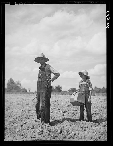 Untitled photo, possibly related to: Mr. Rigsbee and his son in tobacco field. In the box are the tobacco plants and, in Mr. Rigsbee's right hand, the peg. Near Farrington, Chatham County, North Carolina