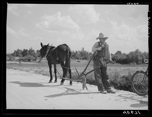 Farmer going home from field. Near Farrington, Chatham County, North Carolina