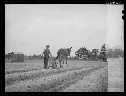 Untitled photo, possibly related to: Fertilizing tobacco field. Farm of J.R. Ray. Five miles northeast of Durham, North Carolina on U. S. 15