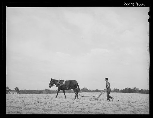 "Busting middlin's" or plowing between recently-planted rows of tobacco. On Mr. Ray's farm. On U.S. 15, five miles northeast of Durham, North Carolina