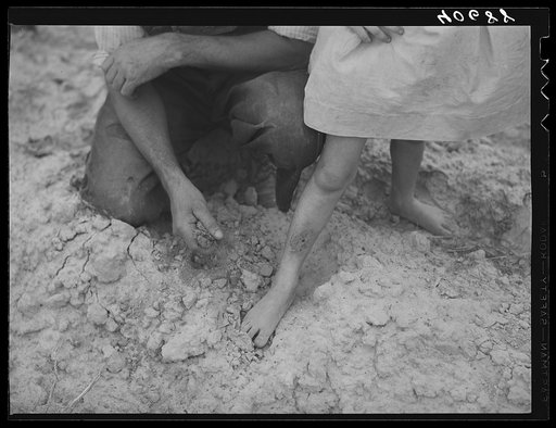 Farmer handling tobacco earth,  hard and dry after hard rain and hot sun. Pittsylvania County, Virginia