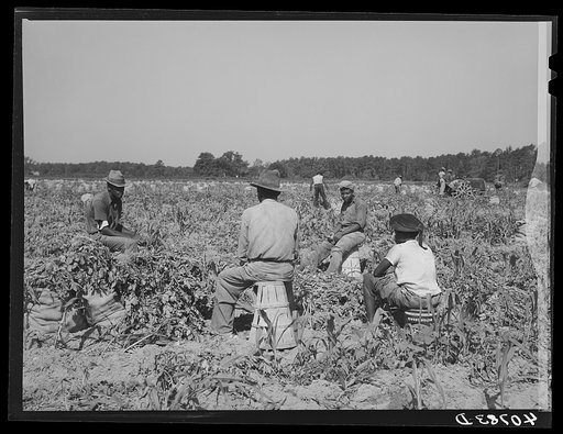 Group of Florida migrants waiting for the foreman before going to work in the potato field. They are paid a dollar a day. Belcross, North Carolina