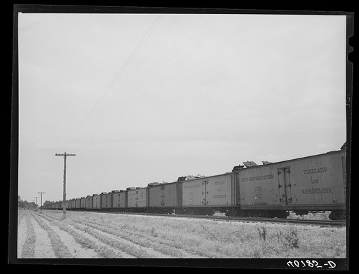 Untitled photo, possibly related to: Freight cars at Camden, North Carolina, grading station. All along the line are potatoes being loaded