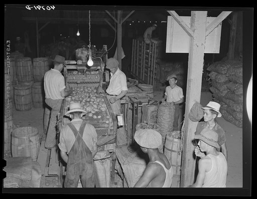 In a grading station at Camden, North Carolina