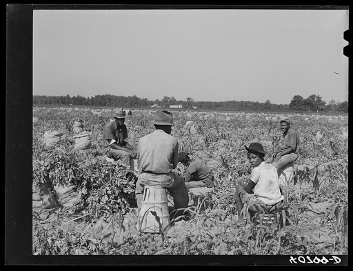 Untitled photo, possibly related to: Group of Florida migrants waiting for the foreman before going to work in the potato field. They are paid a dollar a day. Belcross, North Carolina