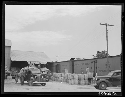 A potato grading station. Camden, North Carolina