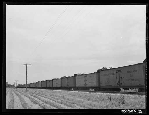 Untitled photo, possibly related to: Freight cars at Camden, North Carolina, grading station. All along the line are potatoes being loaded