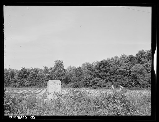 Tombstone in potato field. Shiloh, North Carolina
