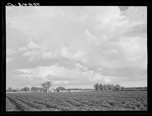 Untitled photo, possibly related to: Field of tomatoes on a farm near Shiloh, North Carolina