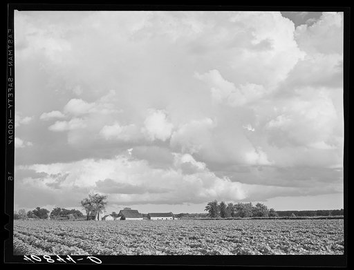 Field of tomatoes on a farm near Shiloh, North Carolina