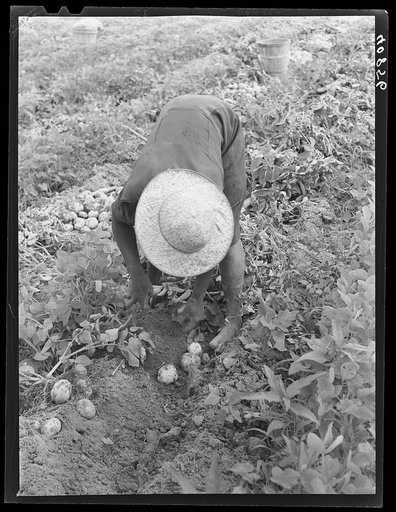 Migratory potato picker in a field owned by T.C. Sawyer of Belcross, North Carolina