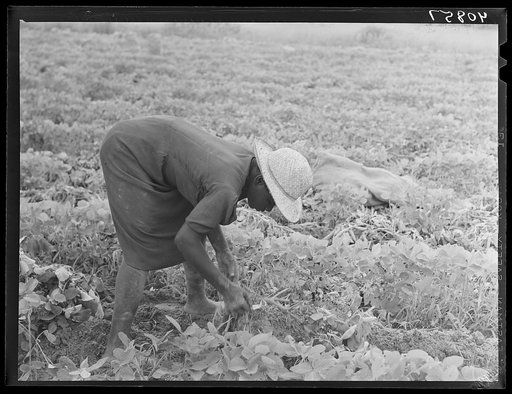 Migratory potato picker in a field owned by T.C. Sawyer of Belcross, North Carolina