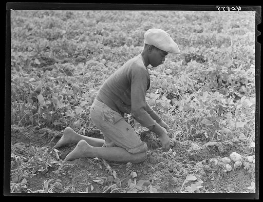 Migratory potato picker in a field owned by T.C. Sawyer of Belcross, North Carolina