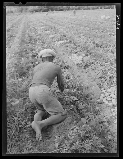 Migratory potato picker in a field owned by T.C. Sawyer of Belcross, North Carolina