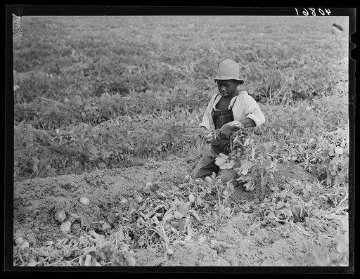 Migratory potato picker in a field owned by T.C. Sawyer of Belcross, North Carolina