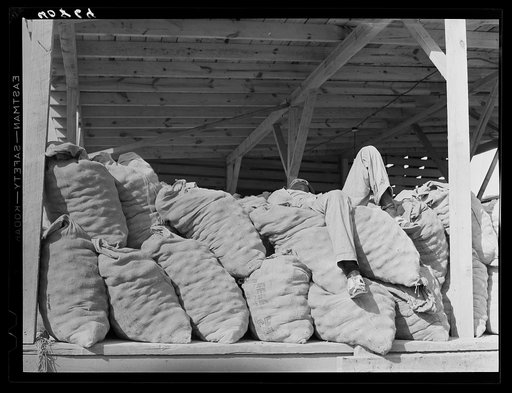 Migrant asleep early in the morning on potato sacks in grader at Camden, North Carolina