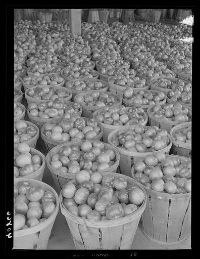 Green tomatoes at the Kings Creek Packing Company. Kings Creek, Maryland