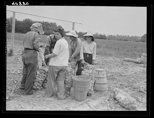 Migratory workers sewing bags of onions in a field near Cedarville, New Jersey. Girls like these come from big cities nearby--Philadelphia, Baltimore, etc.