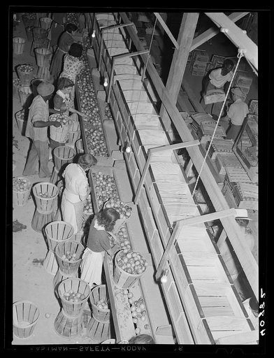 Girls grading tomatoes at the Kings Creek Packing Company. Kings Creek, Maryland