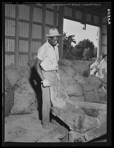 Migratory agricultural workers at the "hopper" end of the grader at Belcross, North Carolina